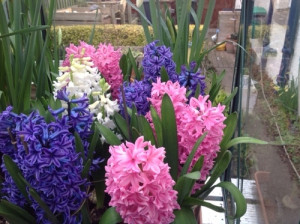 My hyacinth garden is the perfect tool with which to guilt the kids.